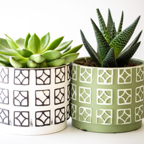 Succulents