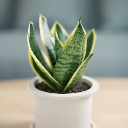 Beginner Plants