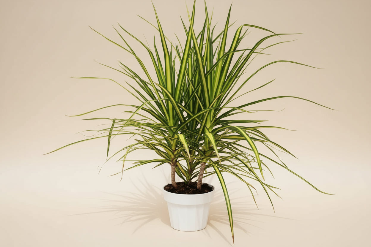 Dracaena Marginata 'Sunshine'