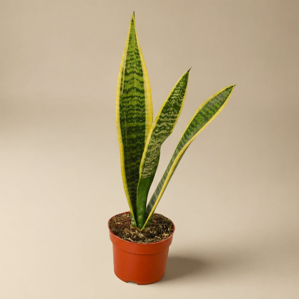 Snake Plant Laurentii
