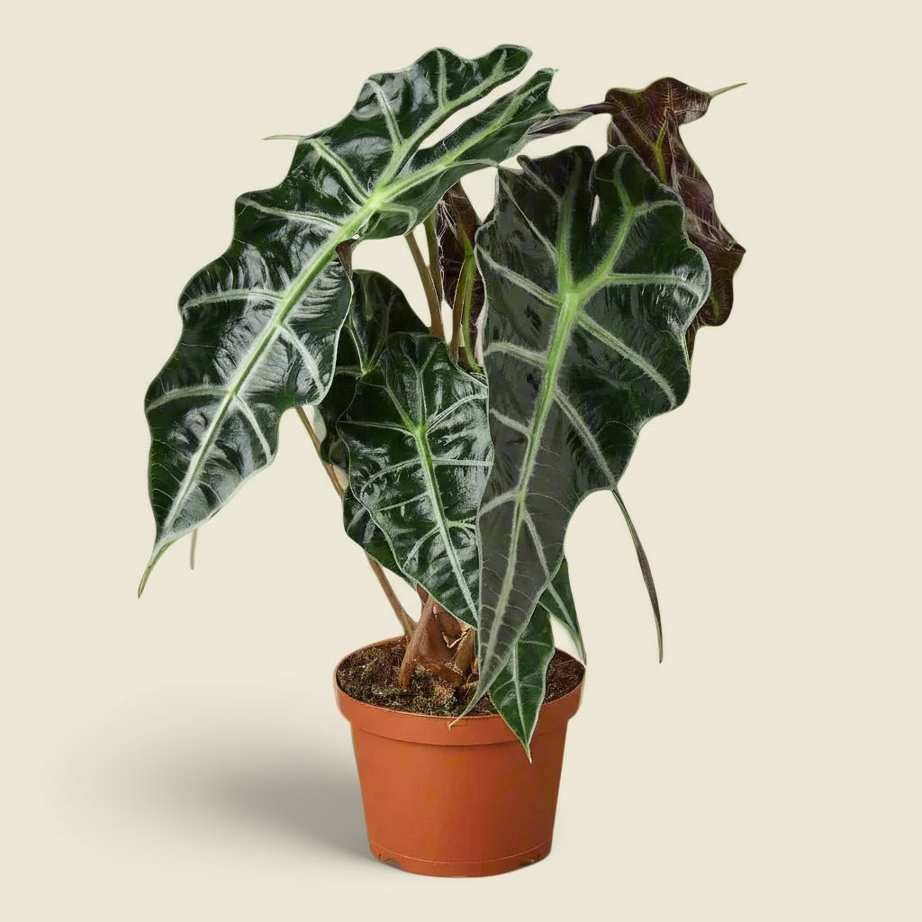 Alocasia Polly 'African Mask'