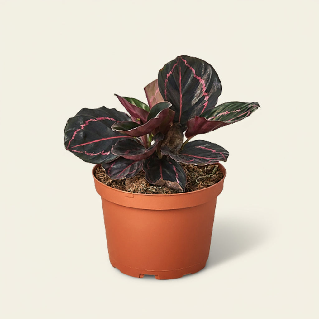 Calathea 'Dottie'
