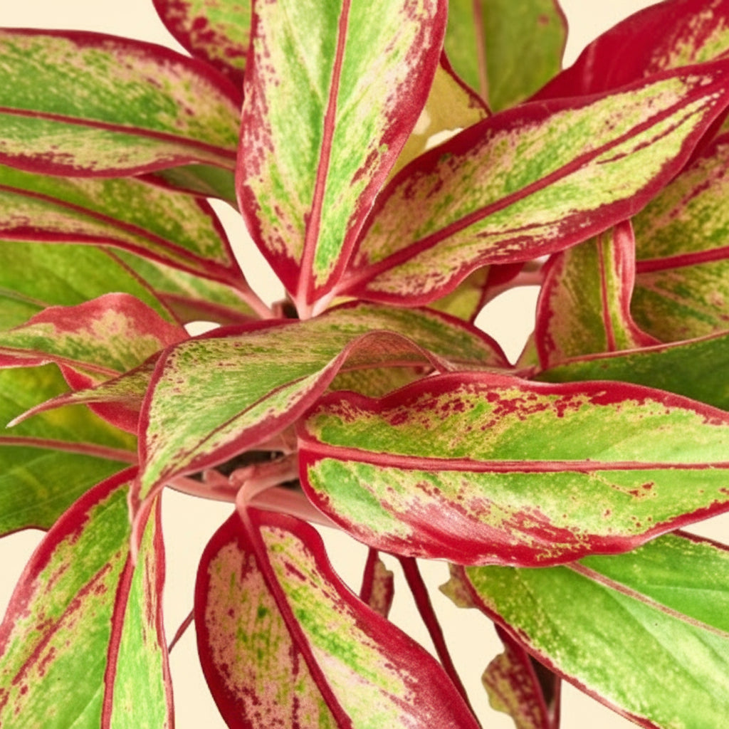 Chinese Evergreen Red Siam