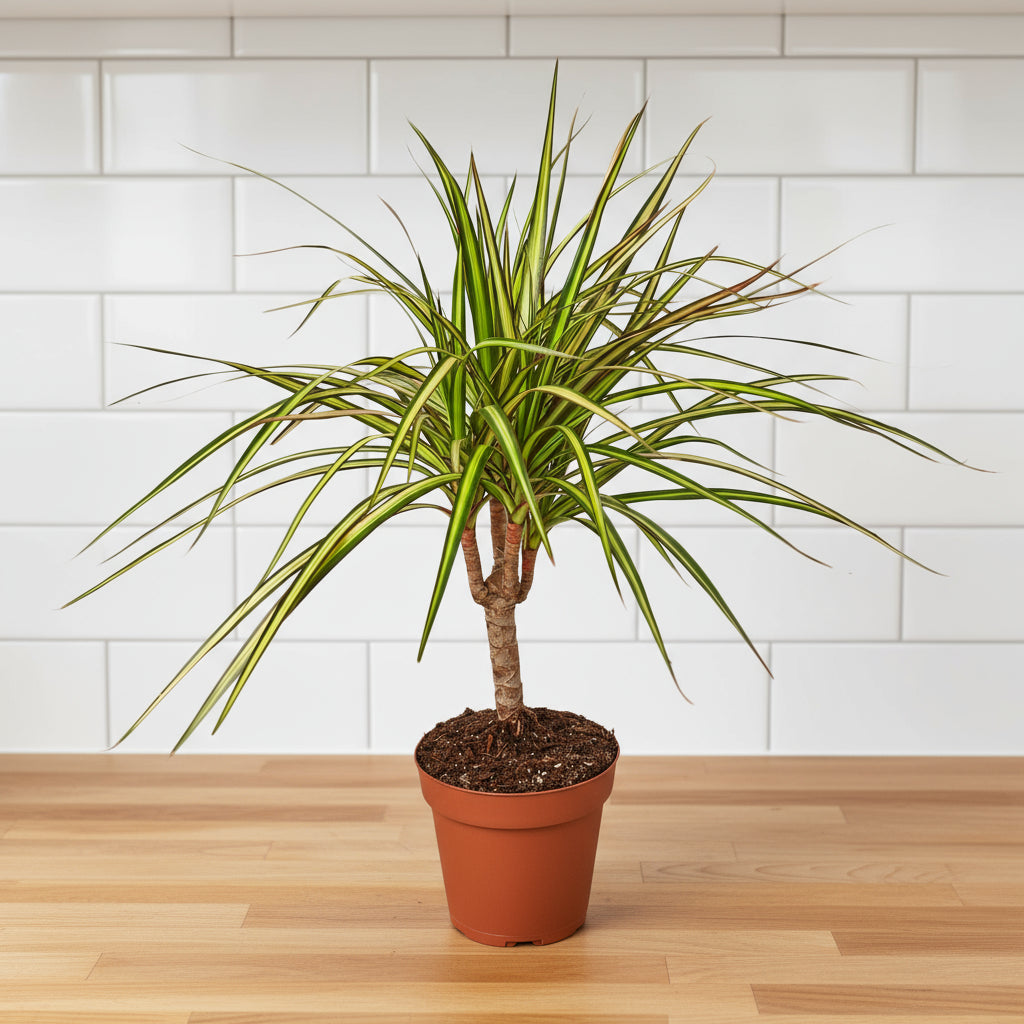 Dracaena Marginata 'Sunshine'
