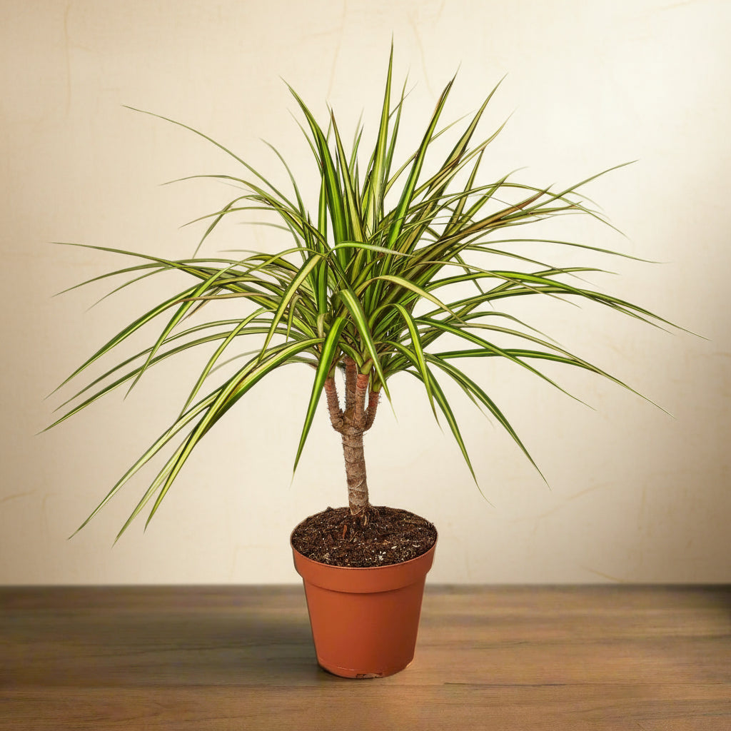 Dracaena Marginata 'Sunshine'