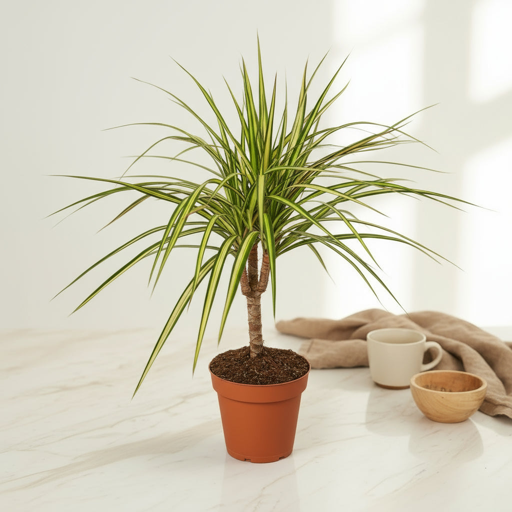 Dracaena Marginata Sunshine