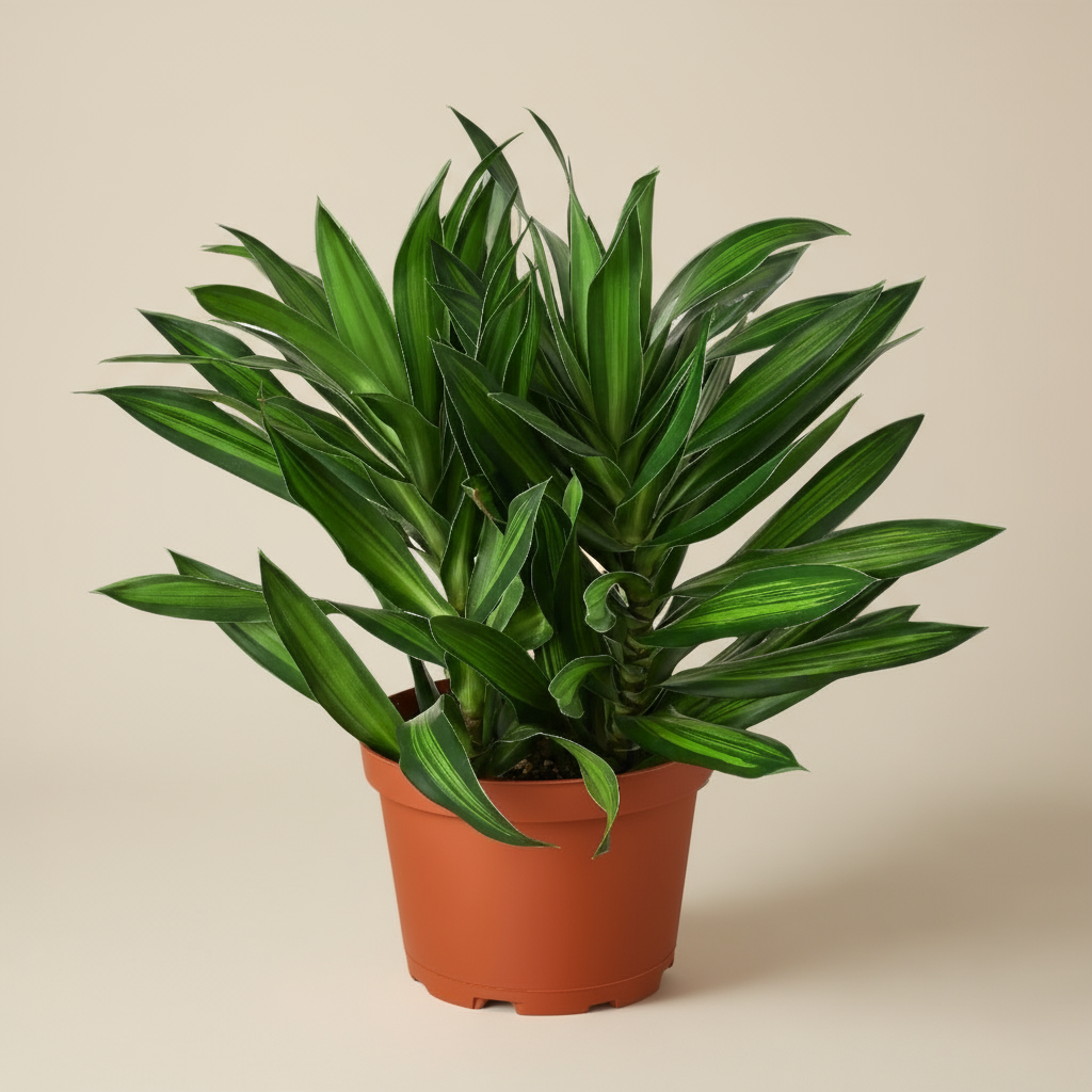 Dracaena Song of Jamaica