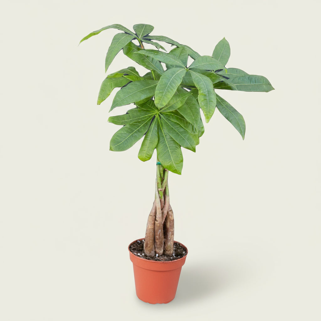Money Tree 'Guiana Chestnut' Pachira Braid - House Plant Shop