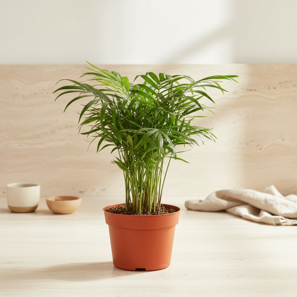 Parlor Palm