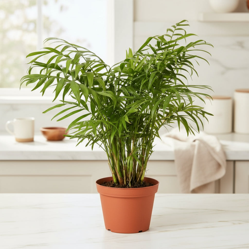 Parlor Palm