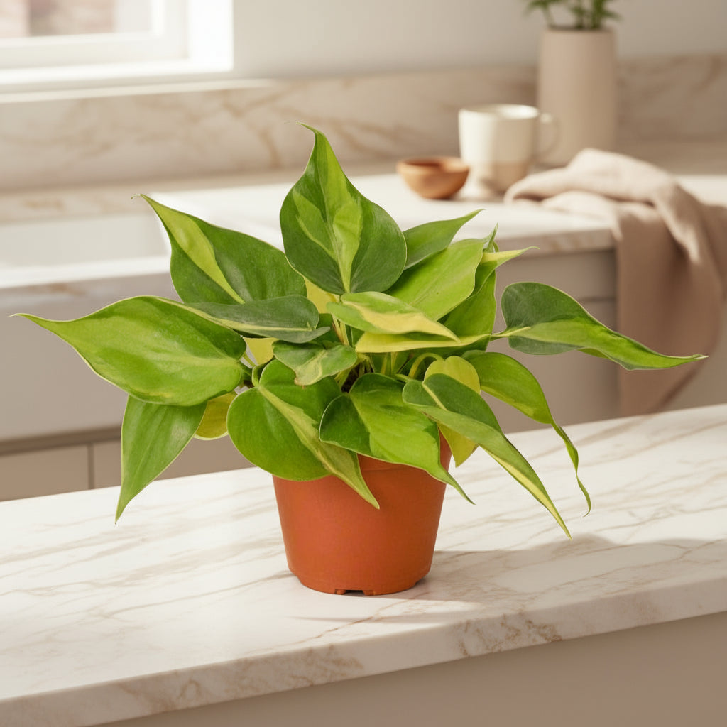 Philodendron 'Brasil'