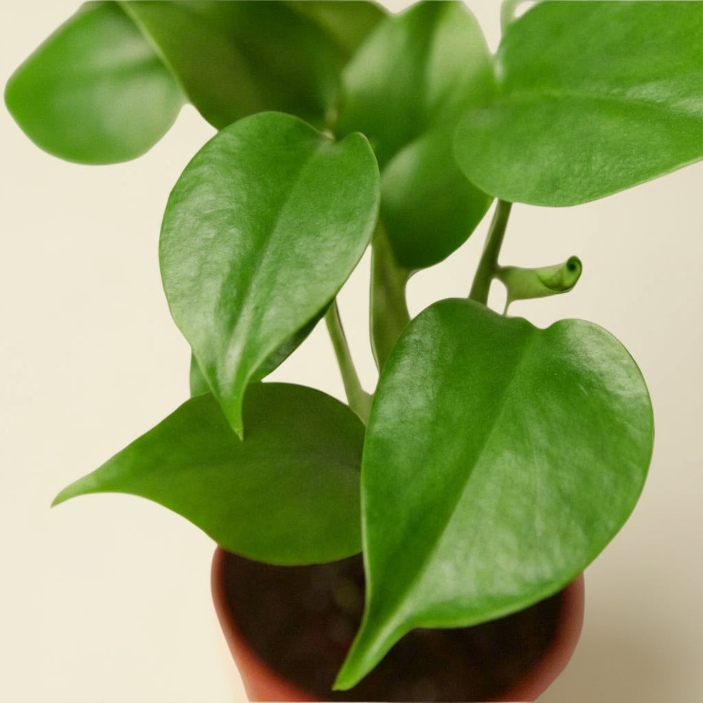 Monstera Deliciosa