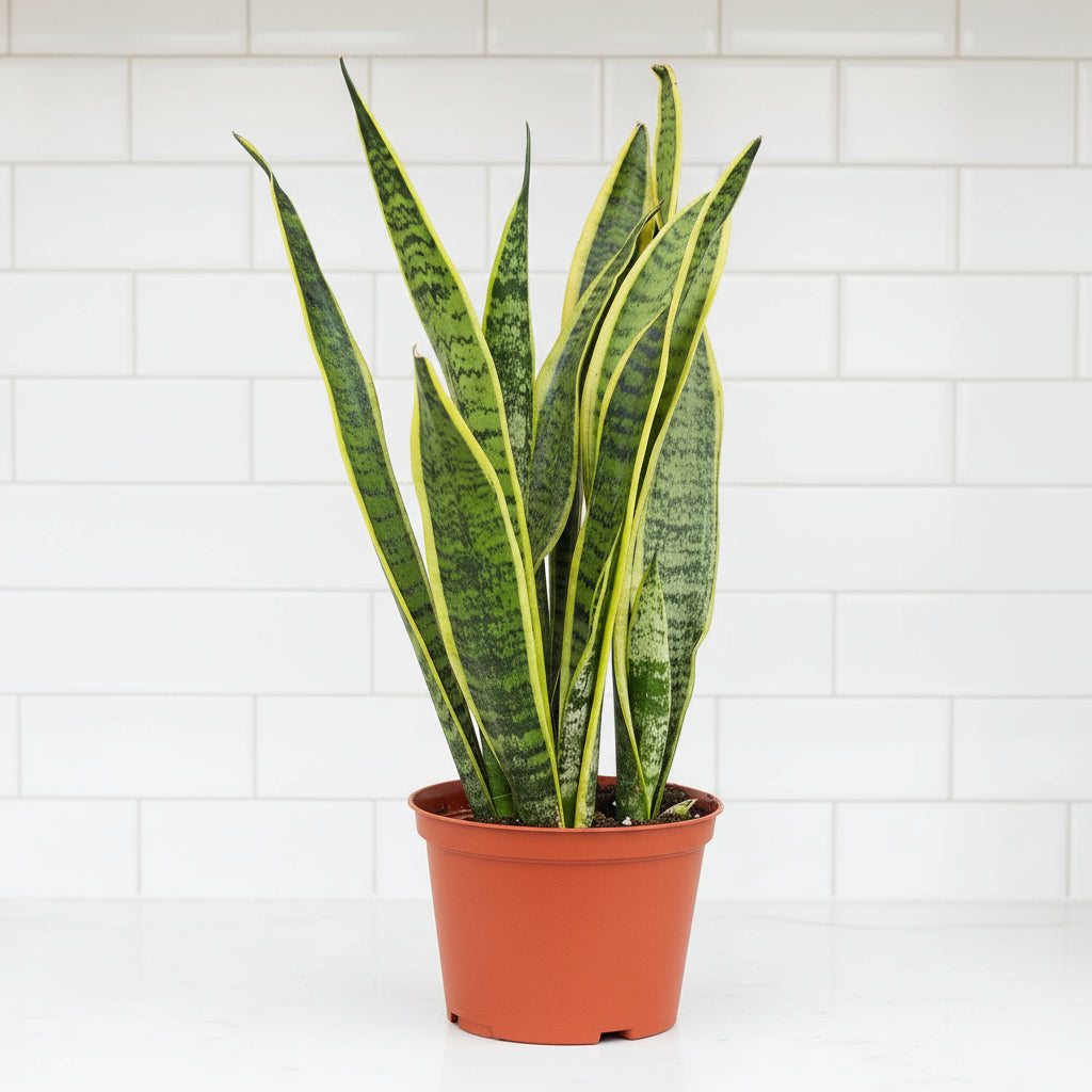 Snake Plant Laurentii