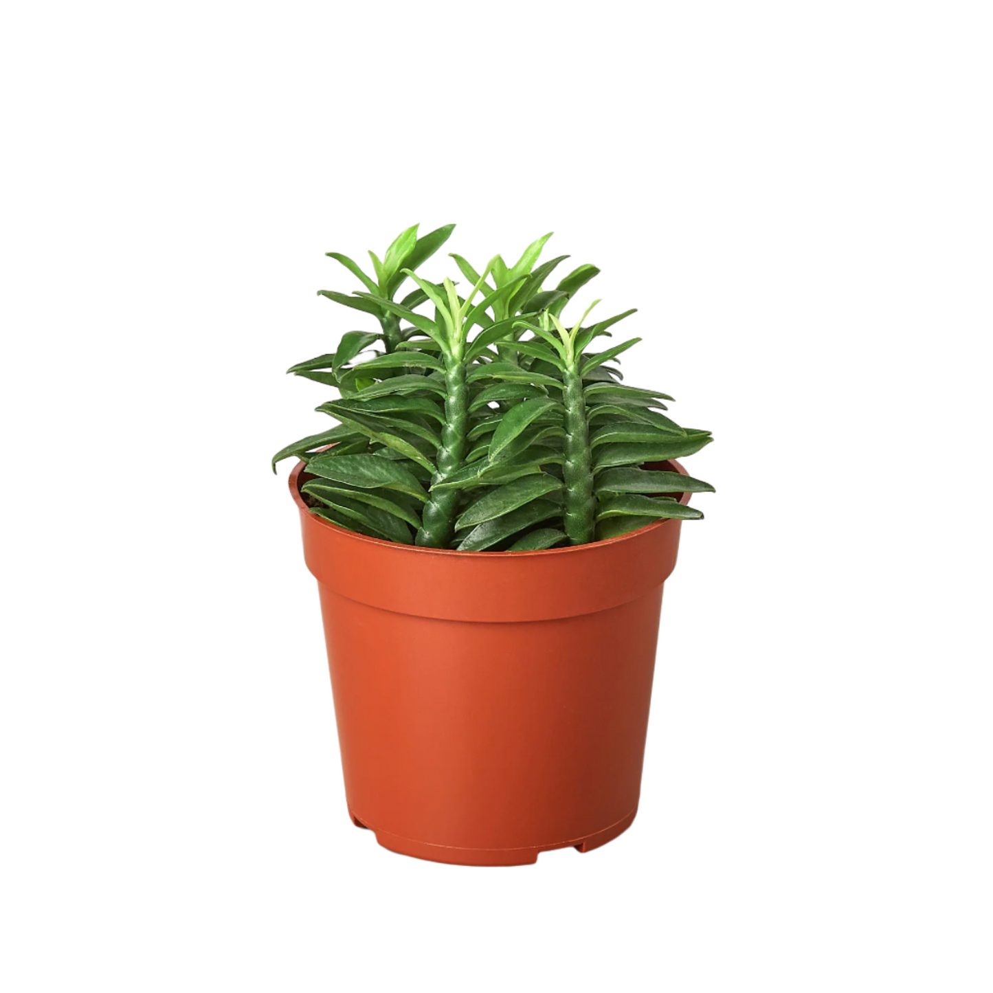 Devil's Backbone Euphorbia