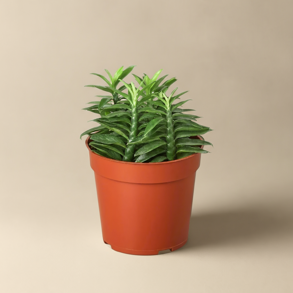 Devil's Backbone Euphorbia