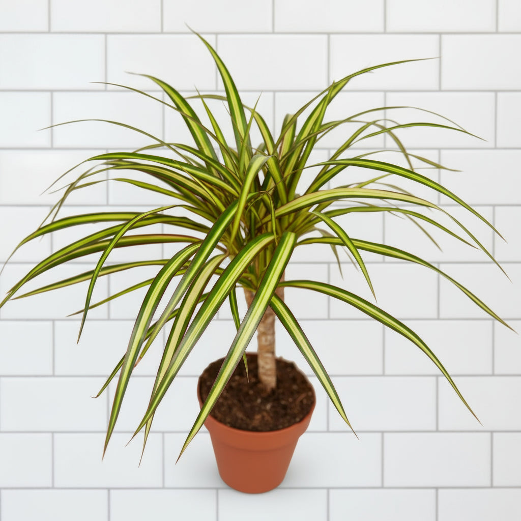 Dracaena Marginata 'Sunshine'