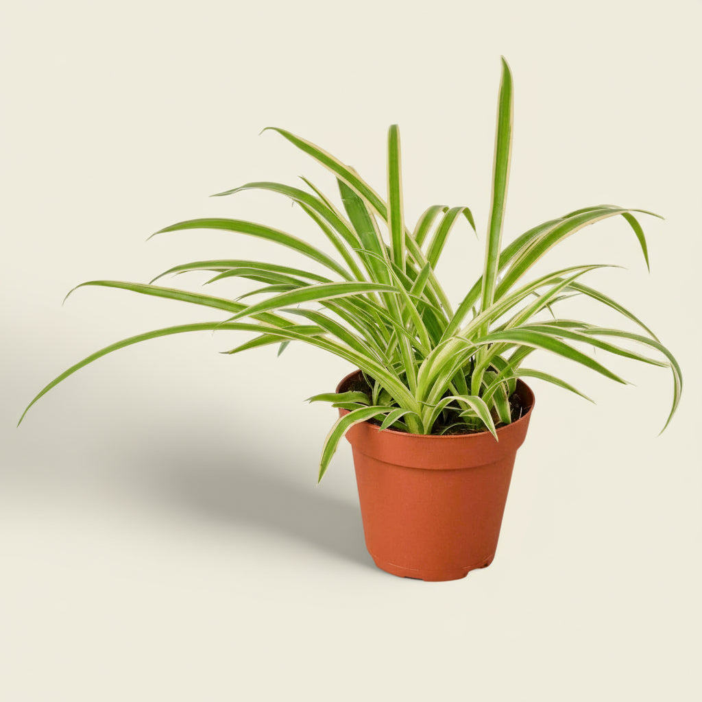 Spider Plant Reverse