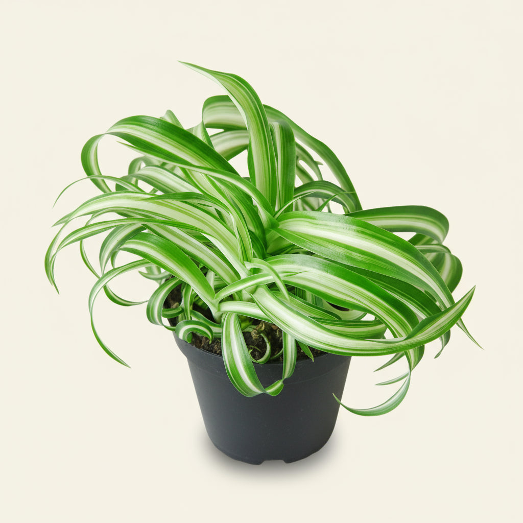 Spider Plant 'Bonnie'