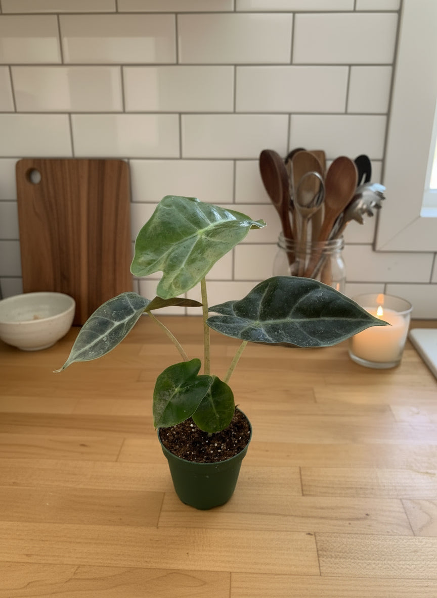 Alocasia Polly 'African Mask'