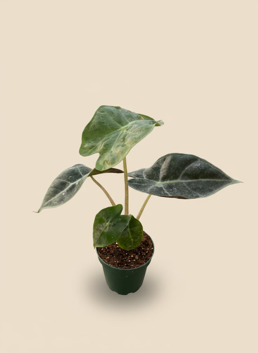 Alocasia Polly 'African Mask'