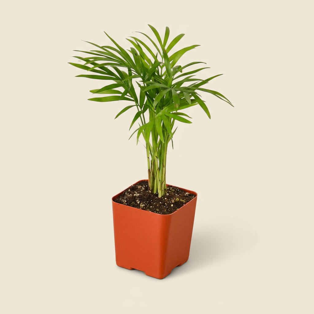 Parlor Palm
