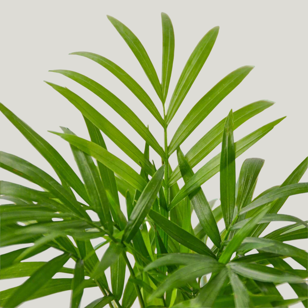 Parlor Palm