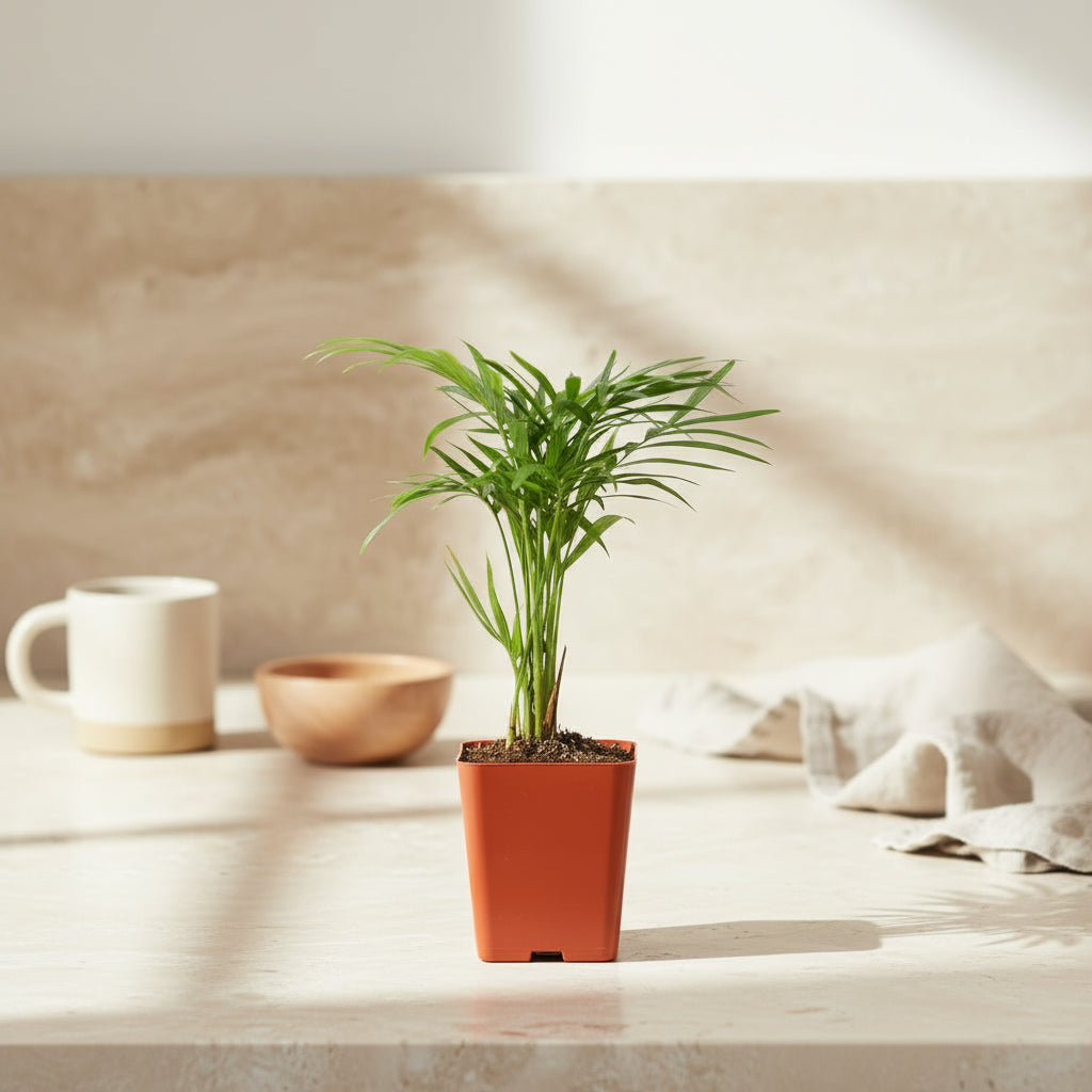 Parlor Palm