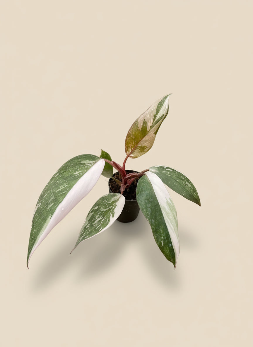 Philodendron Pink Princess