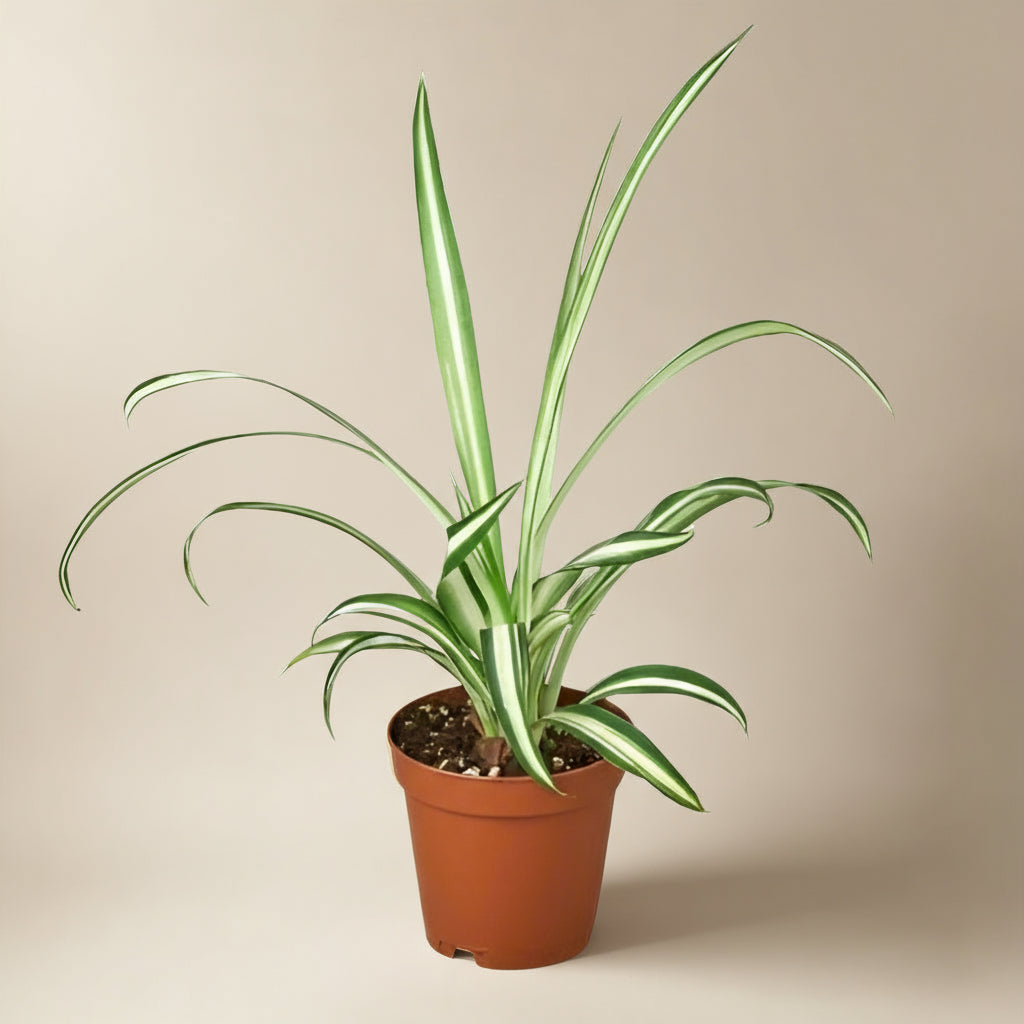 Spider Plant Reverse