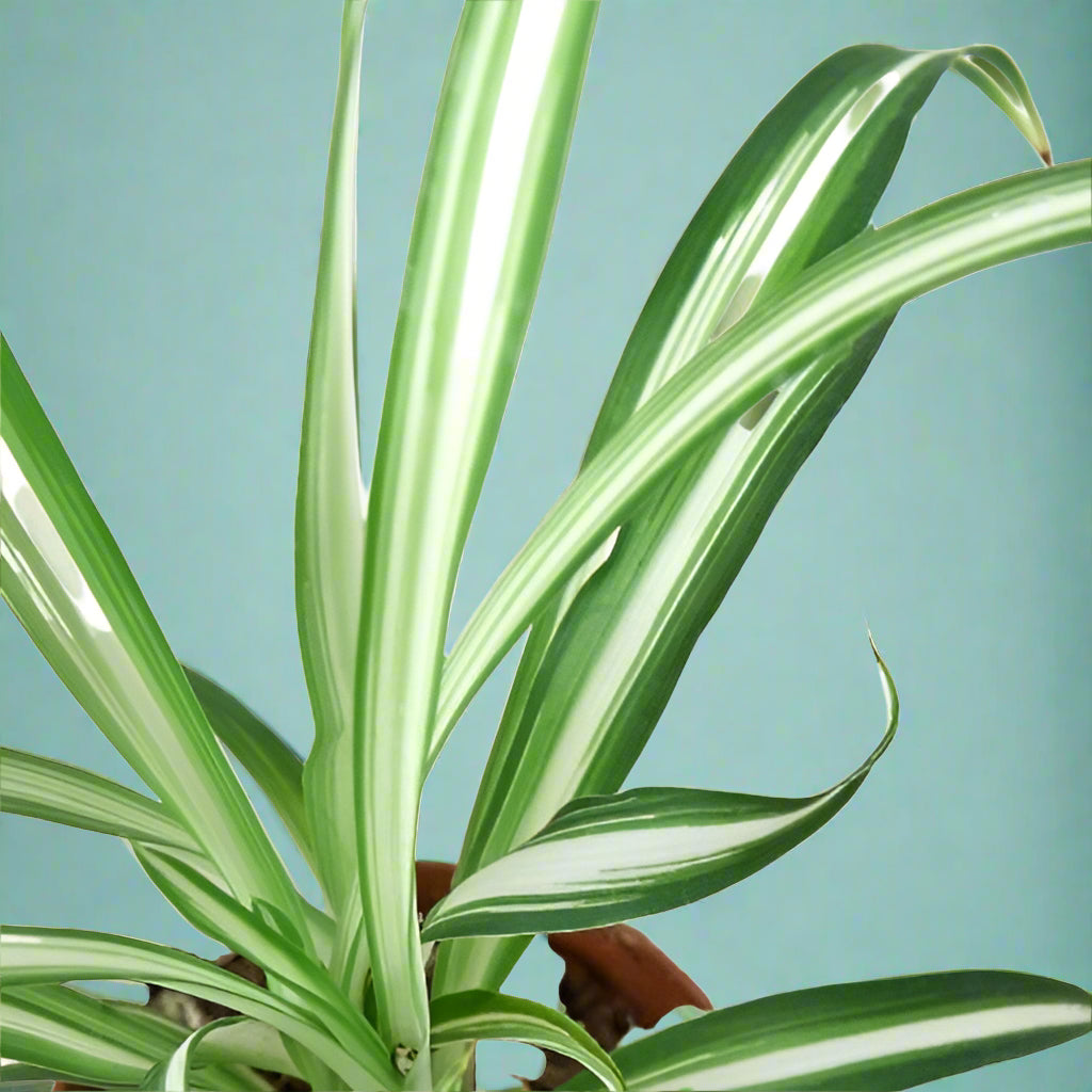 Spider Plant Reverse