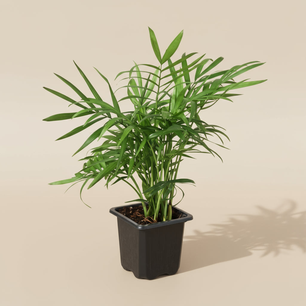 Parlor Palm