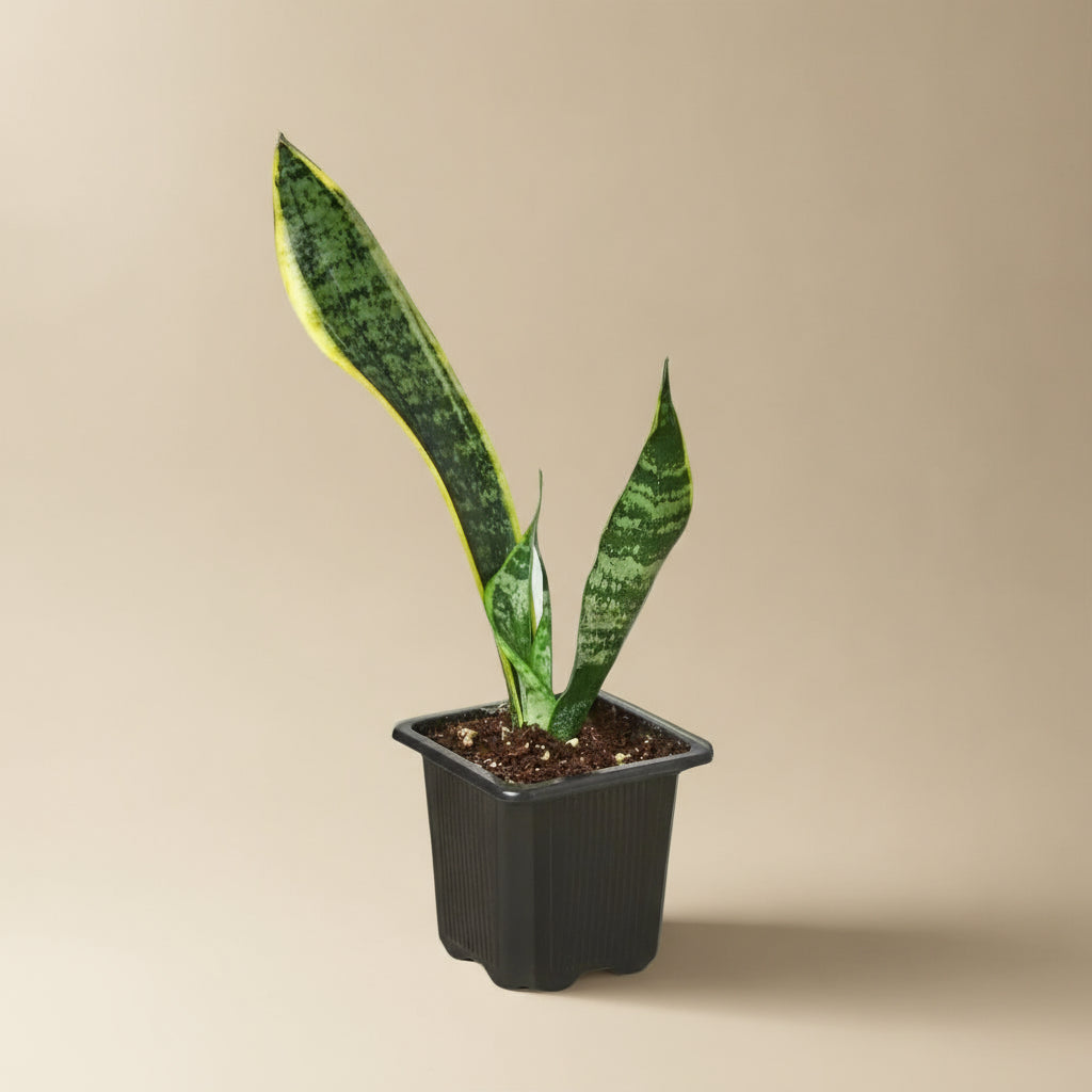 Snake Plant Laurentii