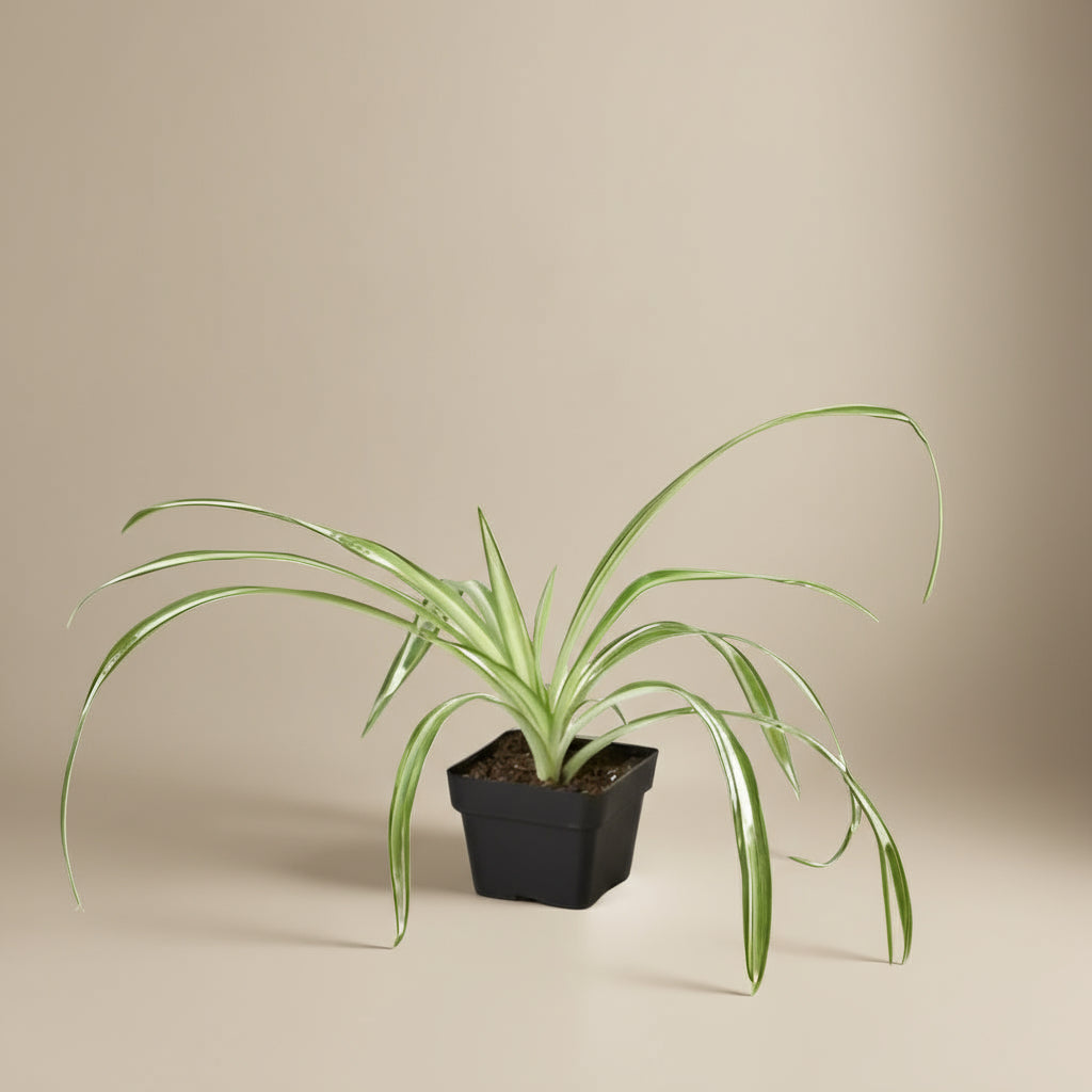 Spider Plant Reverse