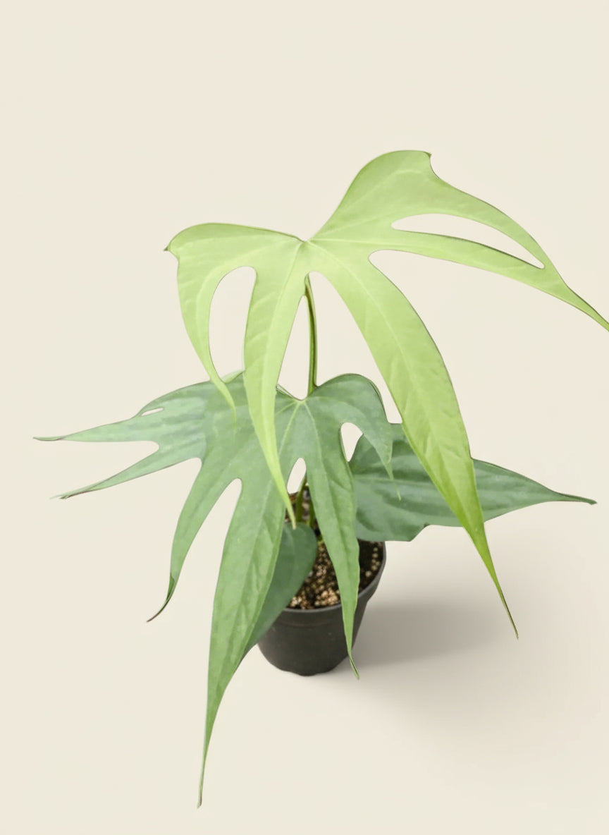 Anthurium Fingers