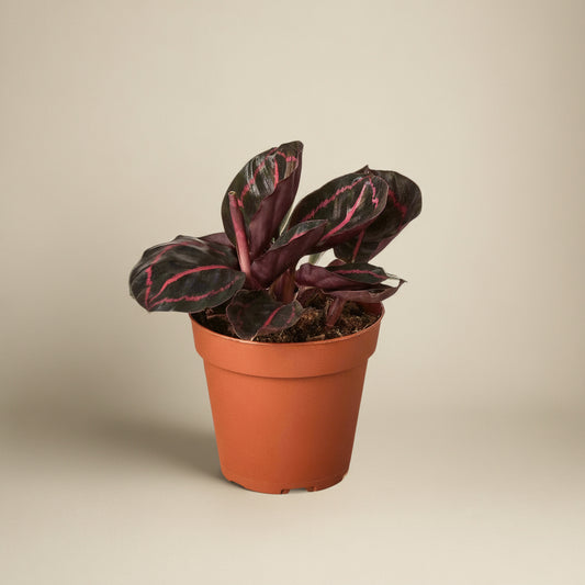 Calathea Dottie