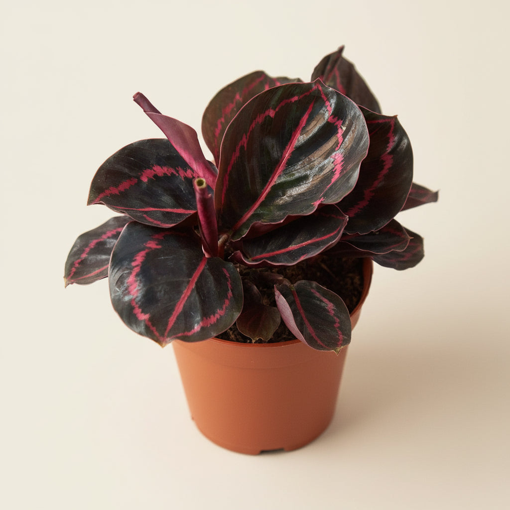 Calathea 'Dottie'