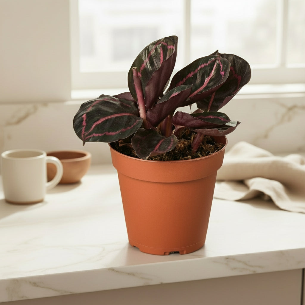 Calathea 'Dottie'