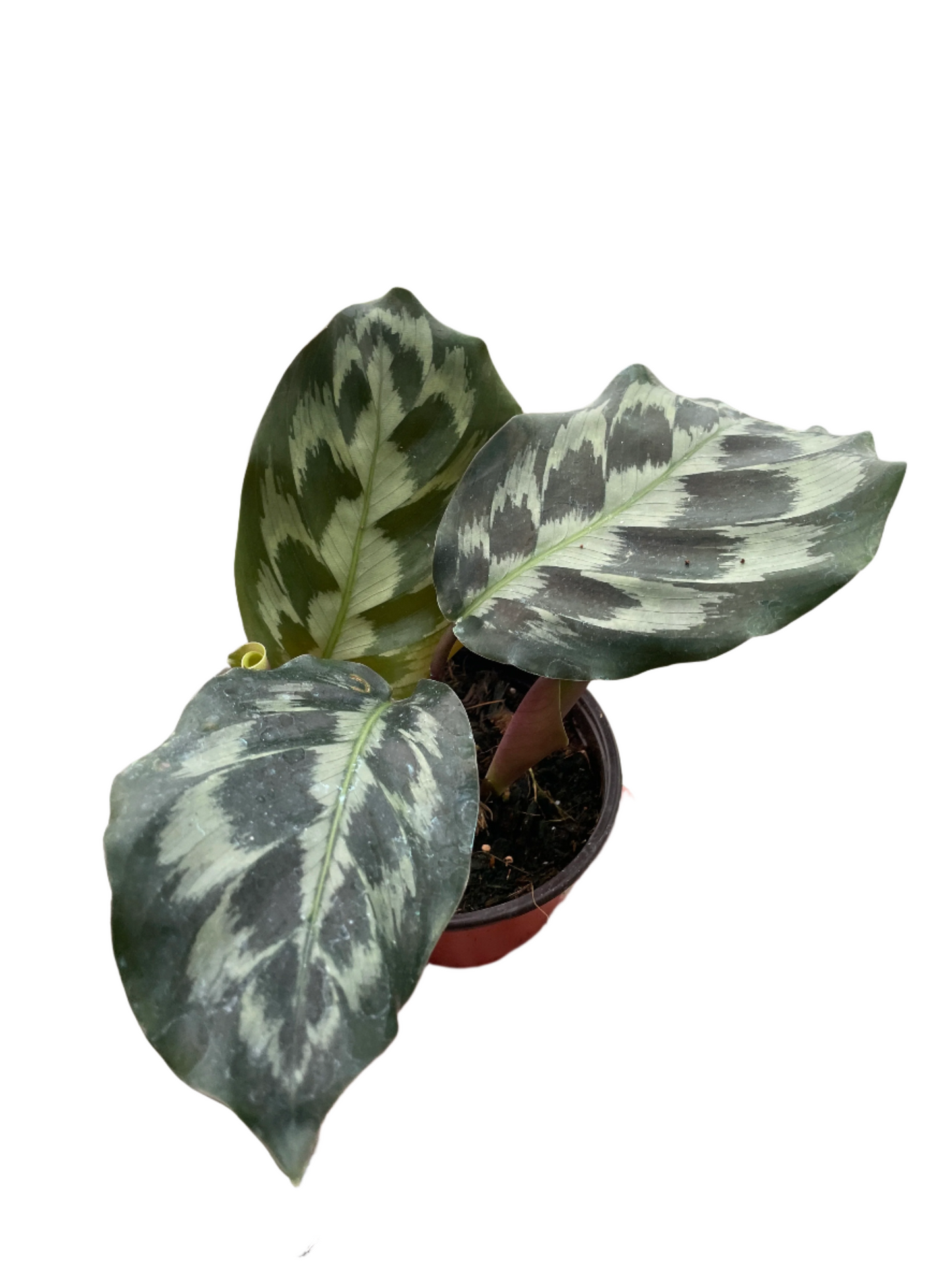 Calathea 'Kennedy'