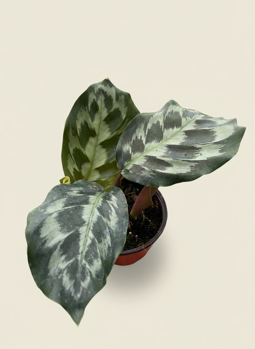 Calathea 'Kennedy'