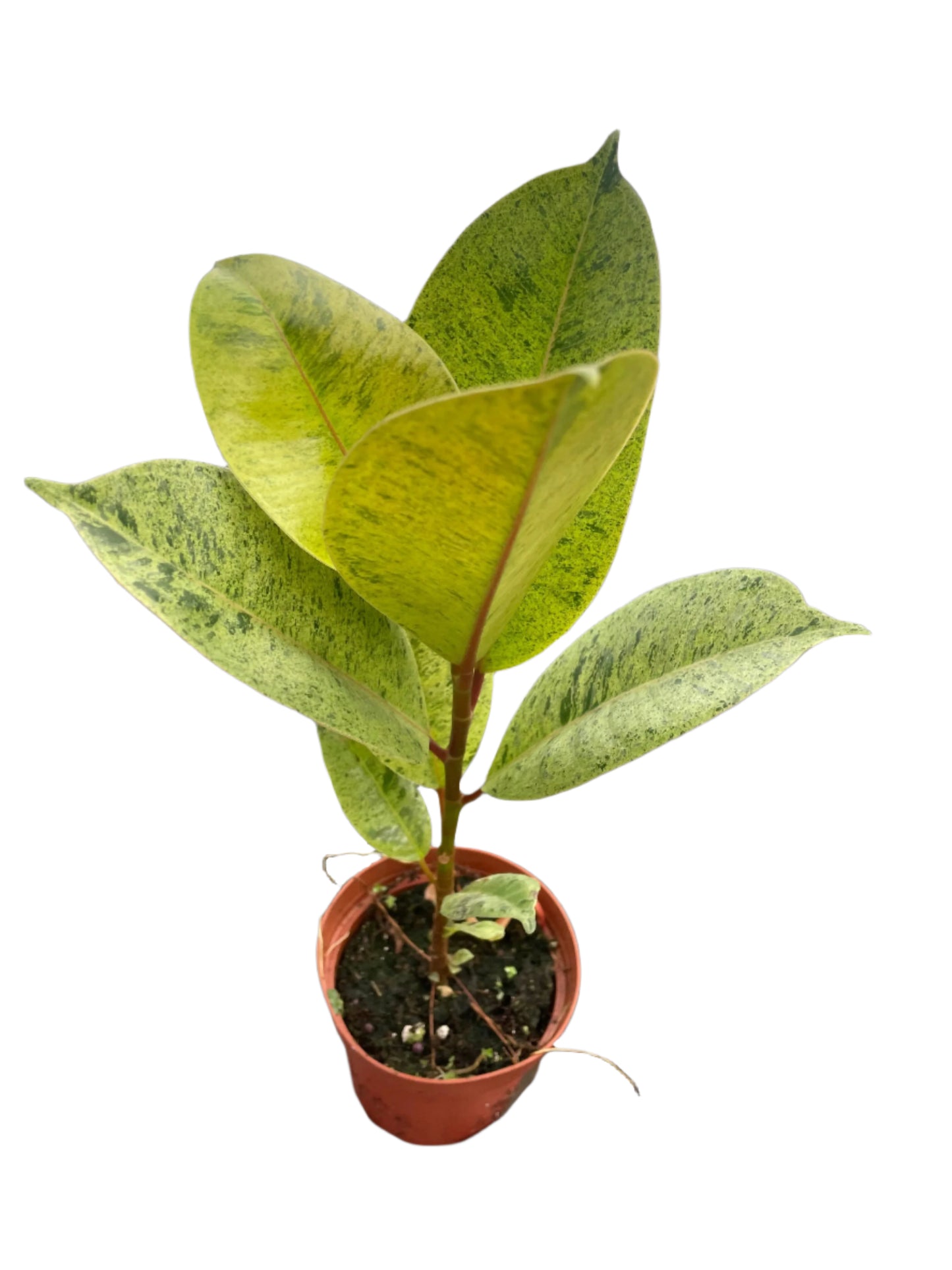 Ficus 'Shivereana' (Moonshine)