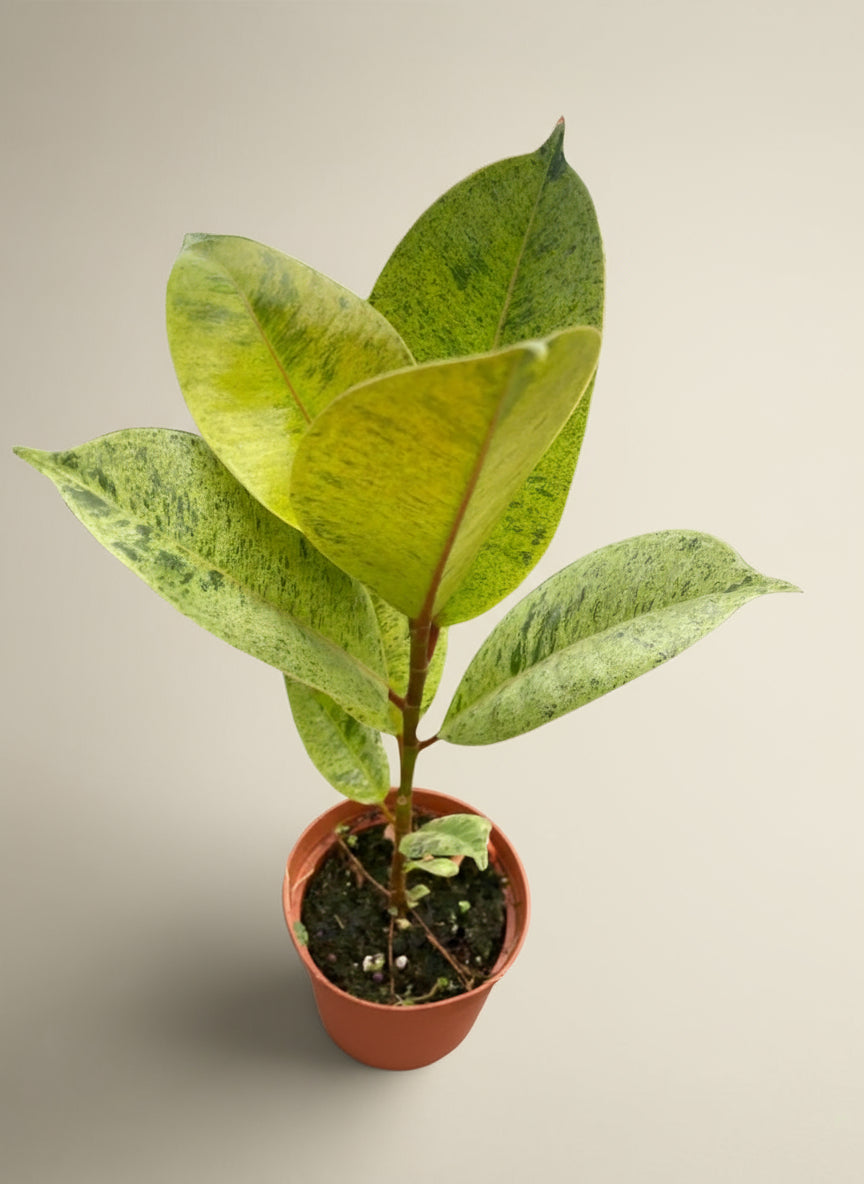 Ficus Shivereana Moonshine