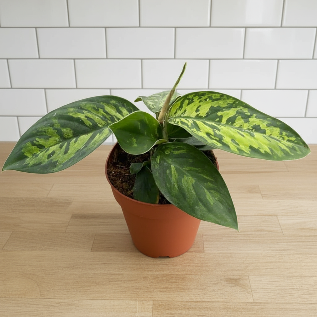 Homalomena 'Camouflage'