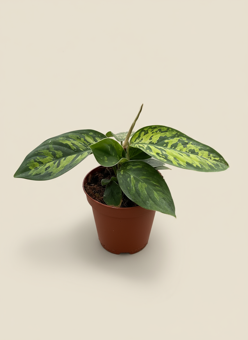 Homalomena 'Camouflage'