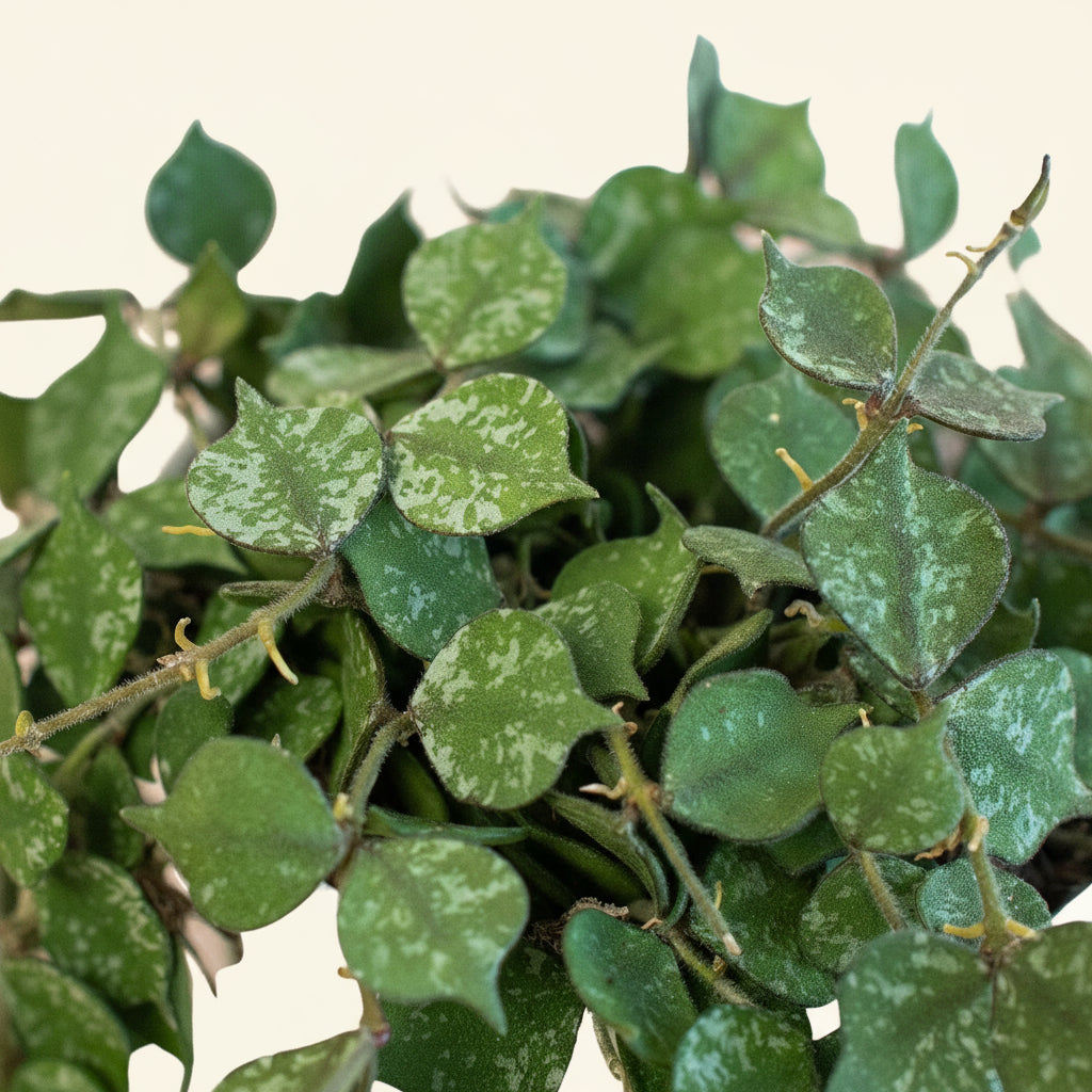 Hoya 'Curtisii'