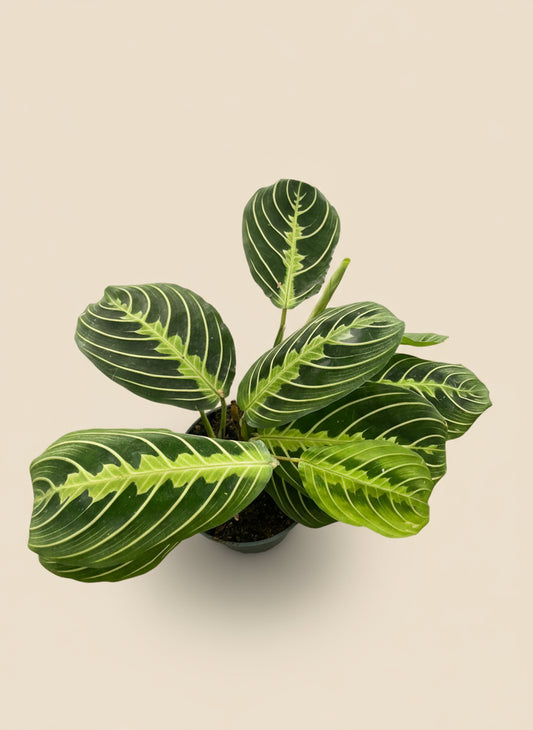 Maranta Lemon Lime with bright lime-green striped leaves, top view on a cream background