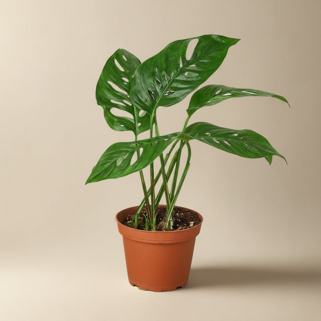 Monstera Adansonii 'Swiss Cheese'