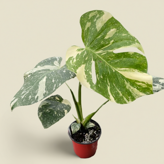 Monstera Thai Constellation