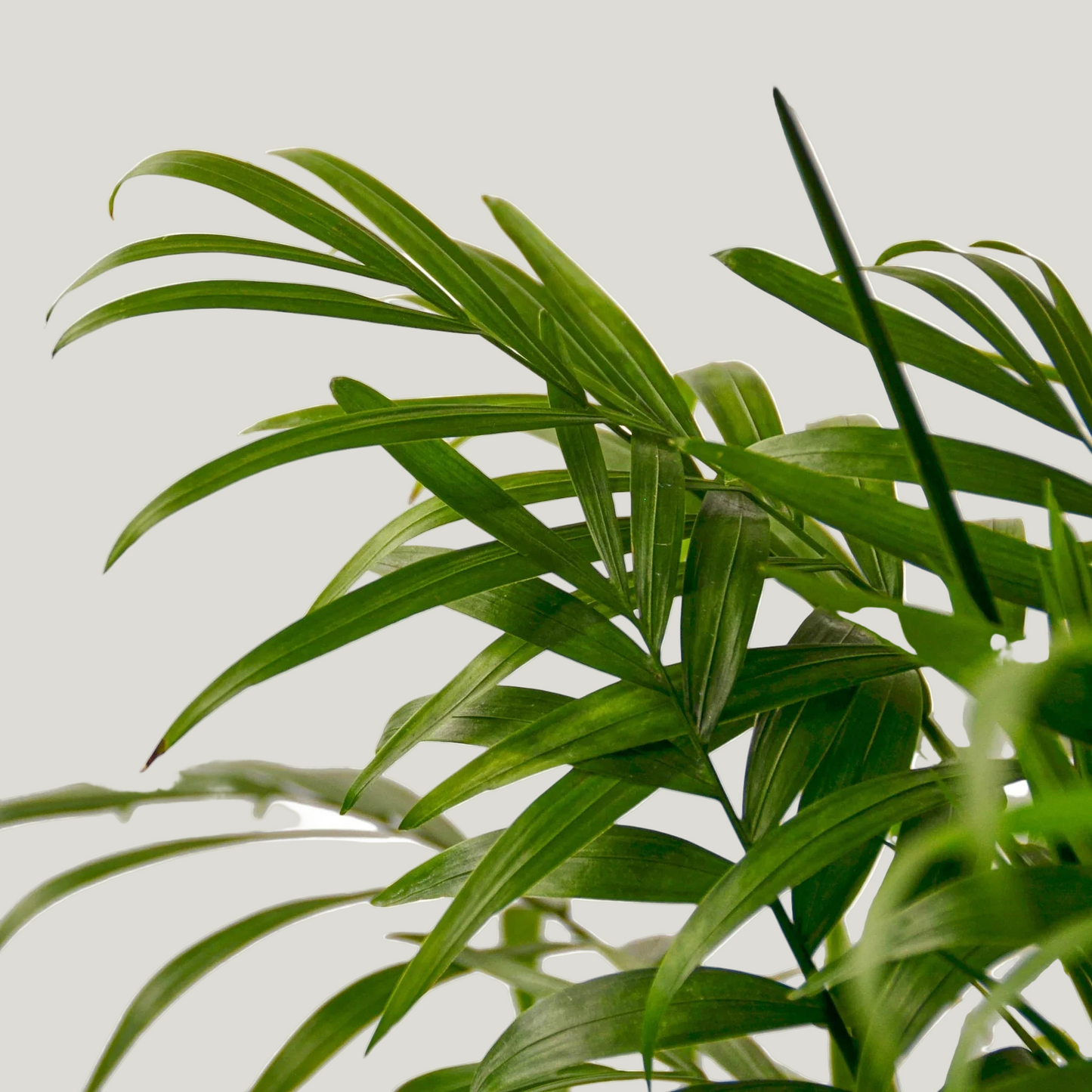 Parlor Palm