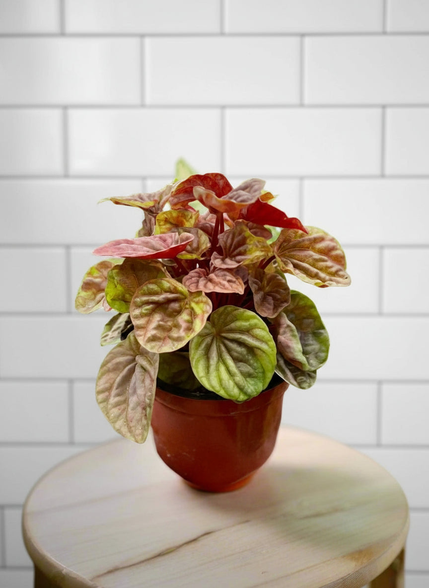 Peperomia 'Quito'