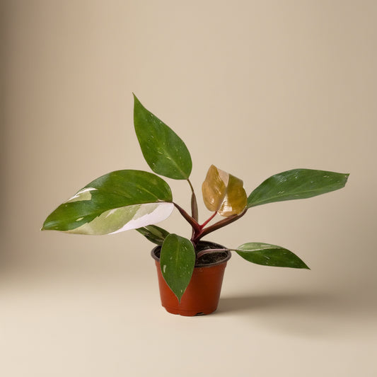 Philodendron Pink Princess
